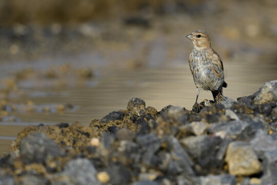 Bluth&auml;nfling (Carduelis cannabina) - Weibchen // Common Linnet, Eurasian Linnet - female