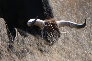 Close up of a wild longhorn grazing 