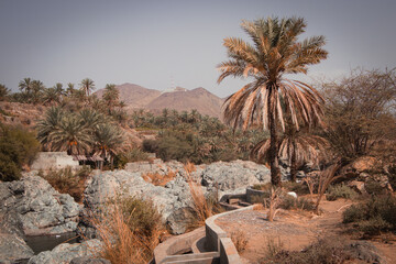 Wadi Al Hoqain village with Date palms in rustaq, oman.