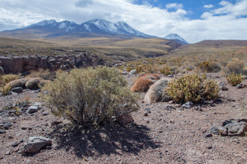 Ruta de los Salares - Desierto de Atacama - Chile