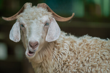Beautiful horizontal close-up detail portrait of white goat with blurred background.