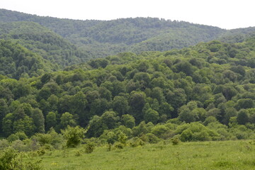 green forest in the mountains