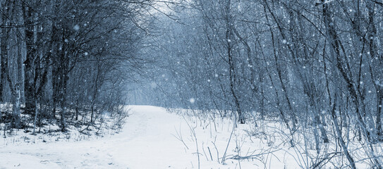 Winter forest with snowy road during snowfall. It is snowing in the forest
