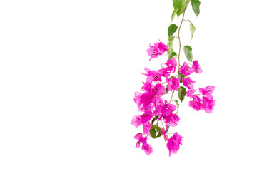 purple bougainvillea isolated on white background