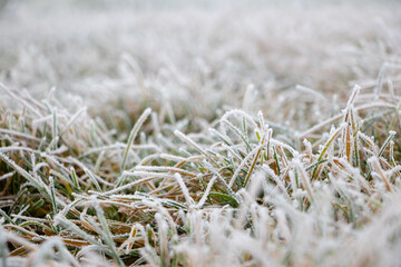 Frost-covered thick green grass, autumn and winter background