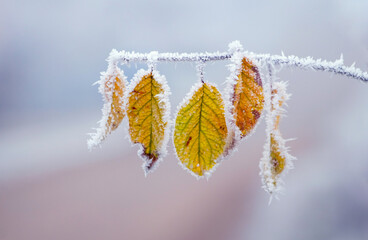 Naklejka premium Frost-covered yellow leaves on a tree branch in the garden