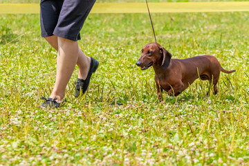 A woman with a brown dachshund dog walks in the park. A brown dachshund runs across the grass next to a woman