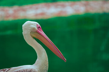 Beautiful horizontal close-up detail portrait of pelican with blurred background.