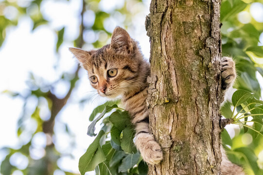 A small striped kitten on a tree holds its paws by the stem and looks down carefully