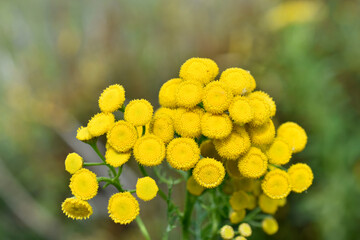 Yellow flowers of common tansy tanacetum vulgare close-up