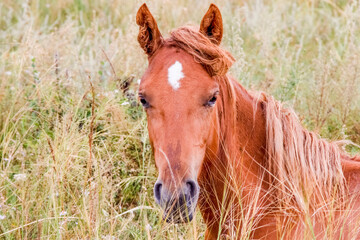 Beautiful portrait of a red horse with shaggy hair in the grass