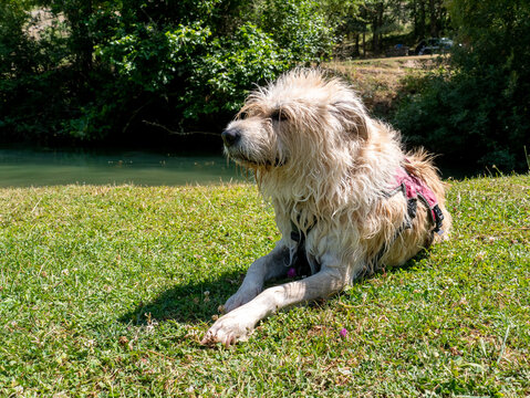 Basque Shepherd Dog Lying On Green Grass