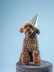 happy dog in a festive cap. the chocolate poodle like toy. curly pet on party