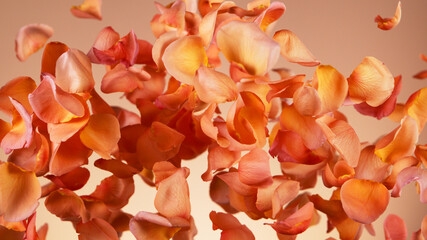 Flying rose petals isolated on orange background.