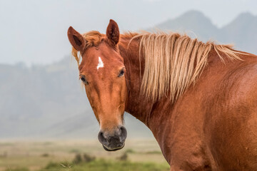 Beautiful portrait of a red horse, In the background mountainside
