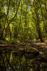 Fototapeta premium Bosque de ribera