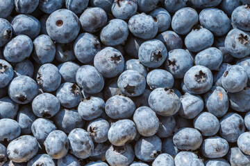 Closeup of freshly picked duke variety blueberries