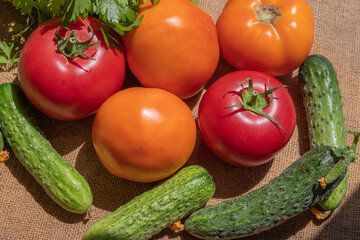  Young cucumbers, and ripe tomatoes of two varieties - yellow and pink. Top view, on burlap. Advertising background on topics about fresh vegetables, healthy and delicious food, canning