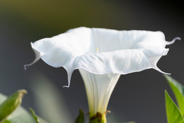 Garden Flower