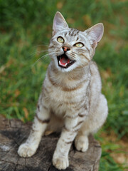 Naklejka na ściany i meble Young cat of beautiful silver tabby color