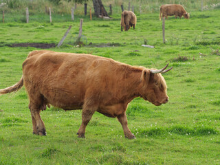 Weidende Kühe im westlichen Münsterland