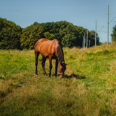 Naklejka na ściany i meble A brown horse eats grass in a meadow. A brown horse grazes in the meadow.