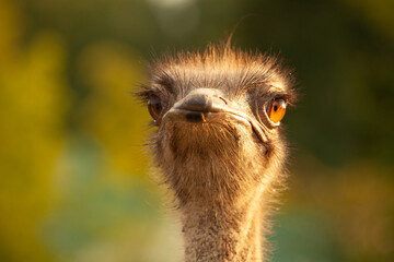 Close up portrait. Ostrich head