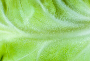 Green cabbage texture background. Close up. Macro photo.