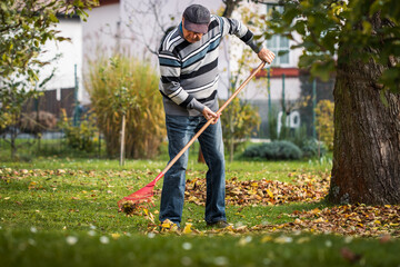 Senior man raking leaves from lawn in garden. Fall gardening. Gardener cleaning backyard from autumn leaf - obrazy, fototapety, plakaty