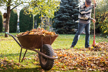 Wheelbarrow with fallen leaves. Senior man raking leaf from lawn in garden. Autumn gardening. Gardener cleaning backyard
