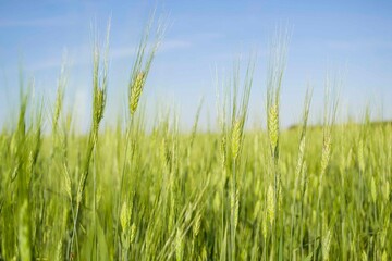 Wheat fields of Kazakhstan, Rural life.