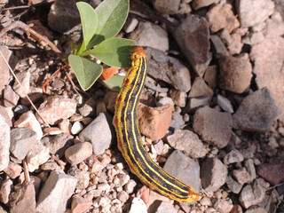 White-lined sphinx caterpillar