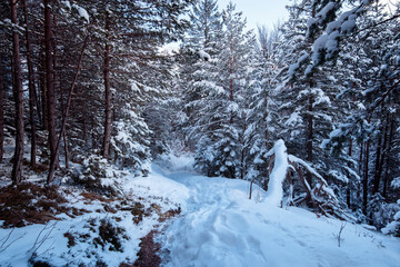 Wanderweg in kalter Winternatur mit verschneiter Waldlandschaft in den Bayerischen Alpen mit...