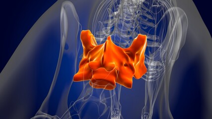 Sacrum Bone Dog skeleton Anatomy For Medical Concept 3D - obrazy, fototapety, plakaty