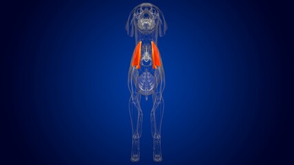 Scapula Bones Dog skeleton Anatomy For Medical Concept 3D