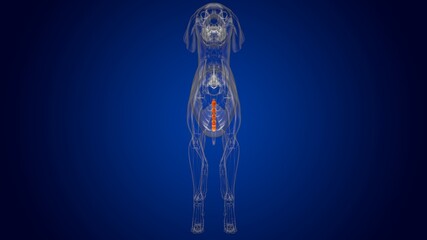 Sternum Bones Dog skeleton Anatomy For Medical Concept 3D