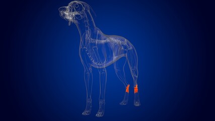 Tarsus Bones Dog skeleton Anatomy For Medical Concept 3D