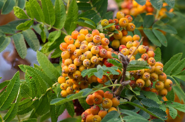 Berries of a Mountain Ash Tree