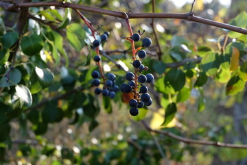 Ripe black currants plant close up, selective focus. Berry plantation and growing. Bunches of black currants on branches in autumn or winter. It is called "Kus Uzumu" or "Frenk Uzumu" in Turkish.