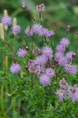 Thistles Blooming in the Wild