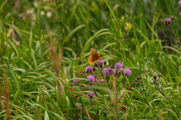 An Orange and Black Butterfly on a Thistle Flower
