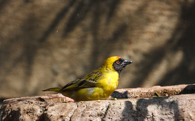 A southern masked-weaver takes a bath in an urban bird bath