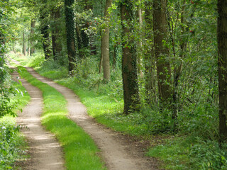 Obraz premium Wiesen und Felder bei Winterwijk in den Niederlanden