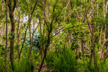 &Aacute;rboles en el bosque de Agua Garc&iacute;a, isla de Tenerife