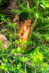 Obraz premium Hoja marrón en medio de ramas verdes en el bosque de Agua García, isla de Tenerife
