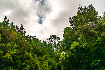 Obraz premium Árboles con nubes de fondo en el bosque de Agua García, isla de Tenerife