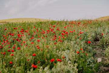 Fototapeta na wymiar a field of poppies in andalusia spain