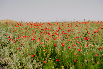 a field of poppies in andalusia spain
