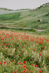a field of poppies in andalusia spain