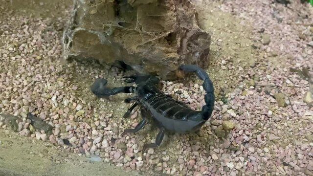 Dangerous Indian pandinus giant black scary scorpion close up, Black Scorpiyo on sand